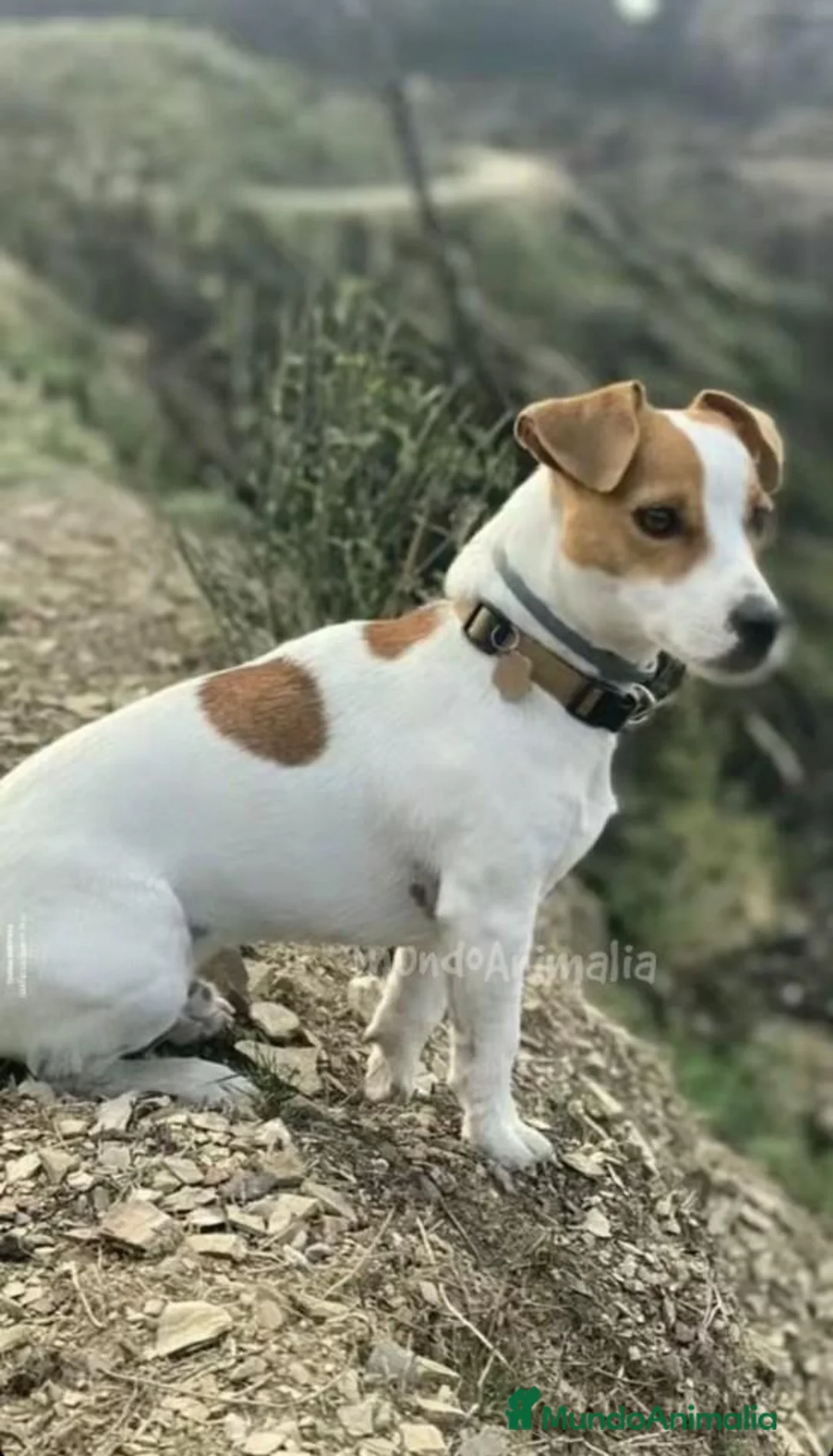 Imagen de galería {{count}}