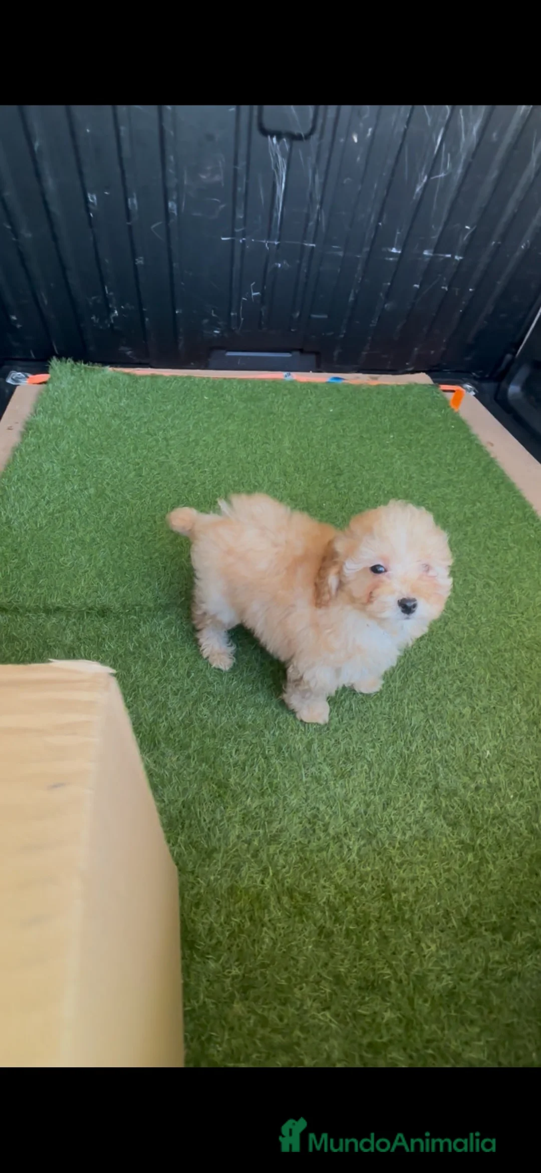 Caniche Toy perros en venta: caniche toy apricot - Anuncio 2