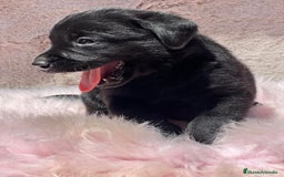 Labrador Retriever perros en venta: CAMADA LABRADOR RETRIEVER NEGRO - Imagen 2