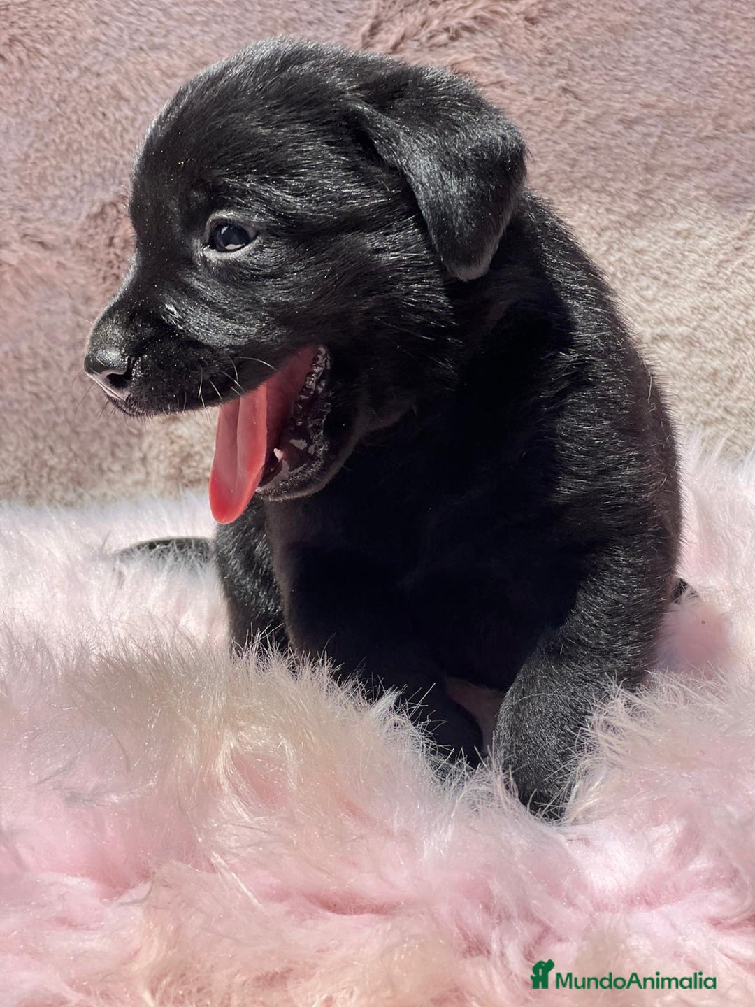 Labrador Retriever perros en venta: CAMADA LABRADOR RETRIEVER NEGRO - Imagen 2