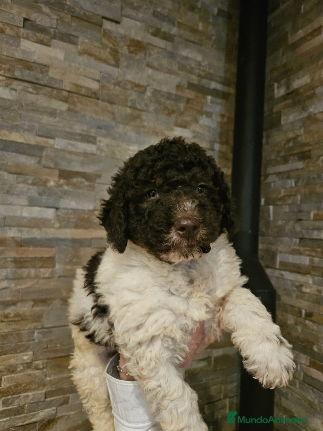 Perro de Agua Español perros en venta: Cachorro perro de aguas - Imagen 5