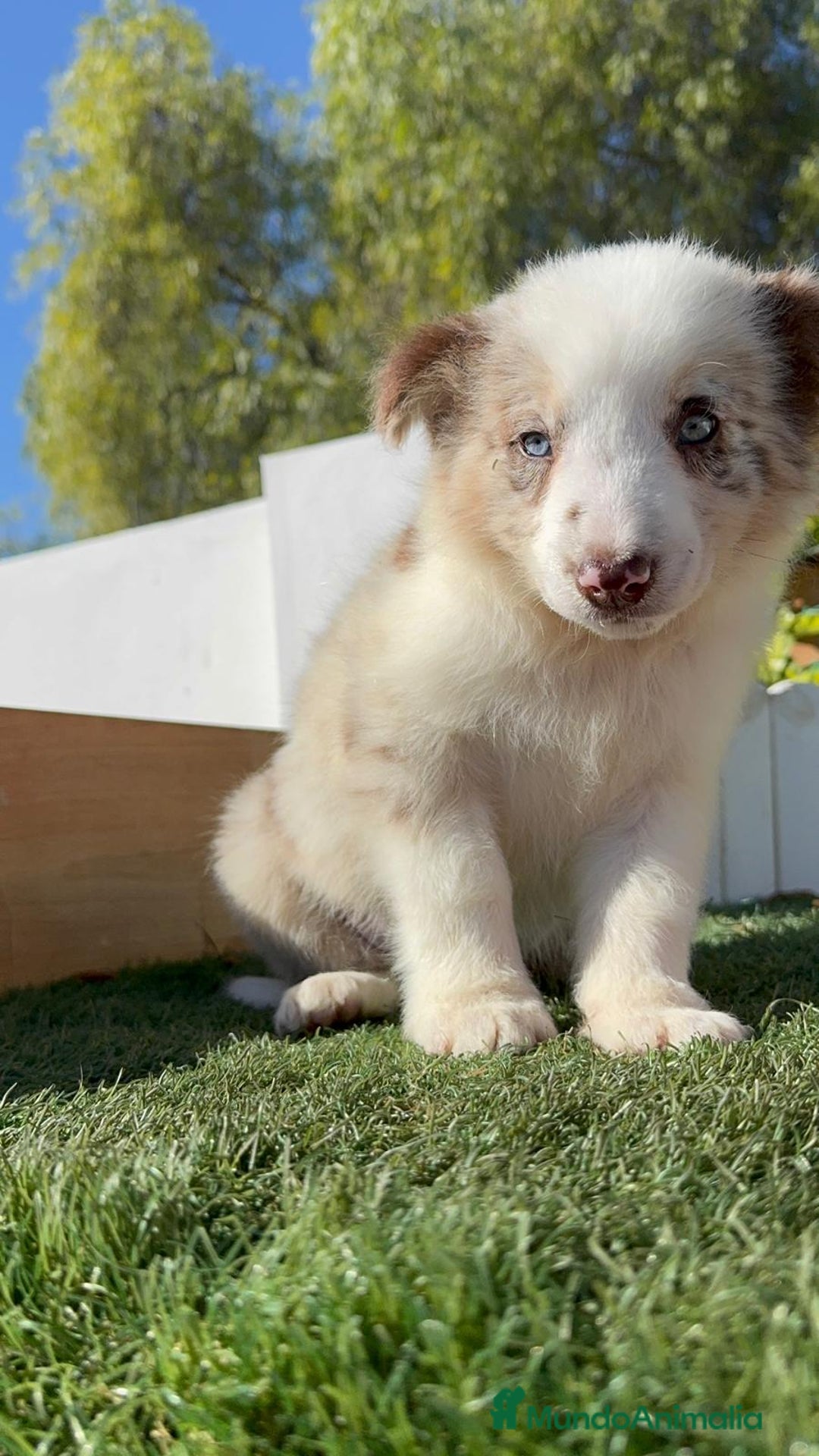 Border Collie perros en venta: BORDER COLLIE - Anuncio 12