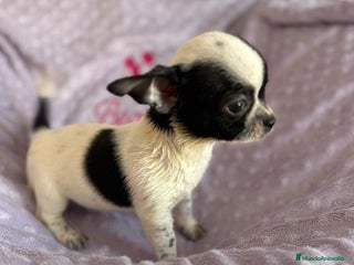 Chihuahua perros - Anuncio 18