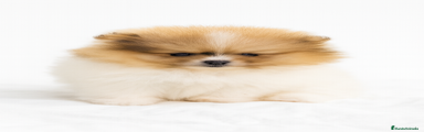 Pomerania Cachorro 1