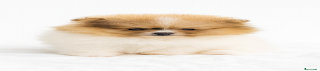 Pomerania Cachorro 1
