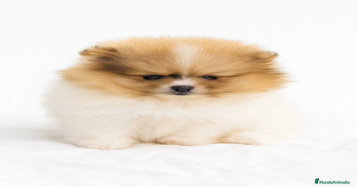 Pomerania Partycolor Toy en venta en Piera | MundoAnimalia
