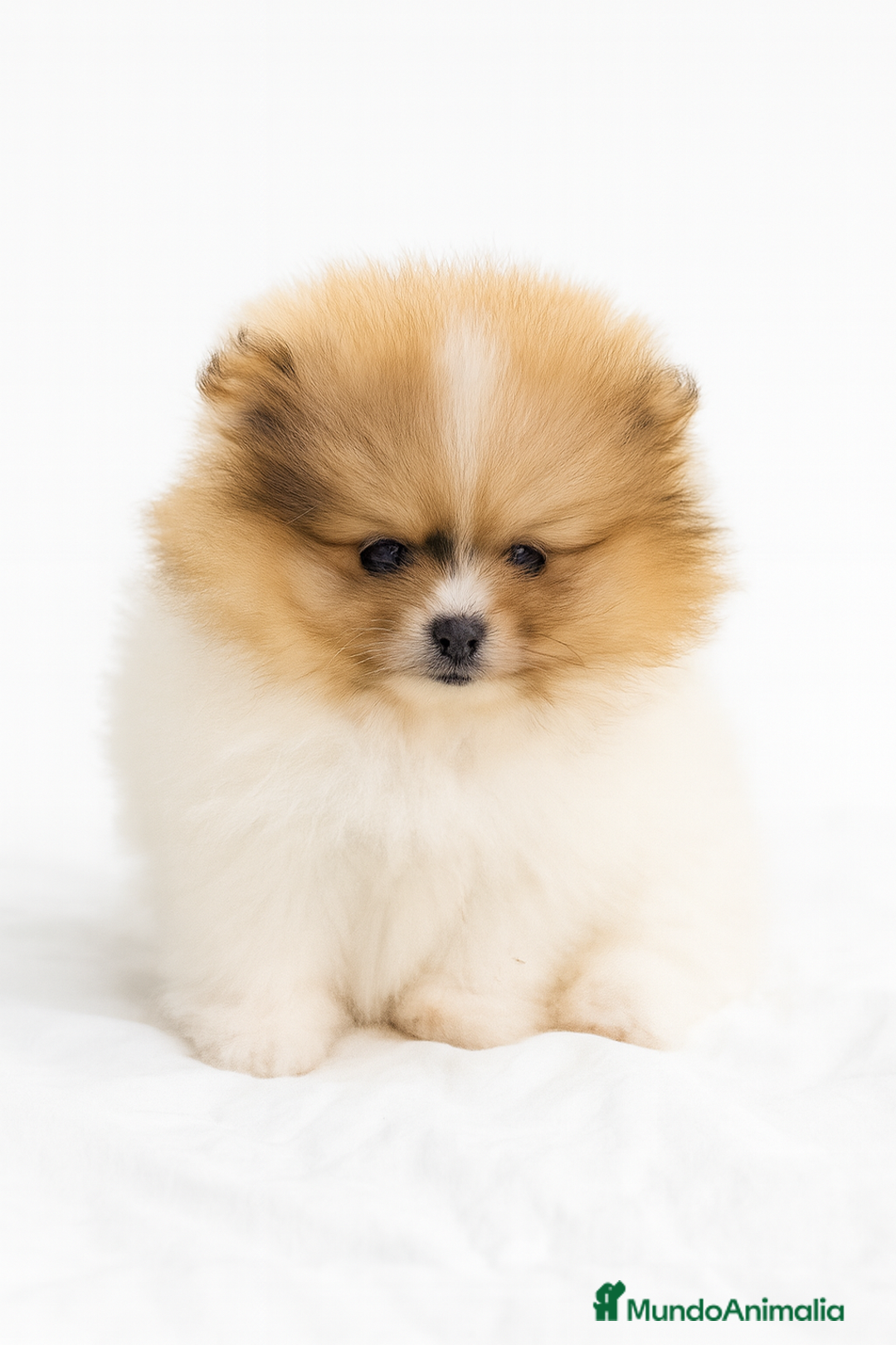 Pomerania perros en venta: Pomerania Partycolor Toy  - Anuncio 1