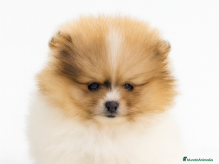 Pomerania perros Pomerania Partycolor Toy - Anuncio 1