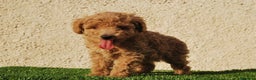 Caniche Toy perros en venta: Cachorros de Caniche Toy en Madrid - Anuncio 5