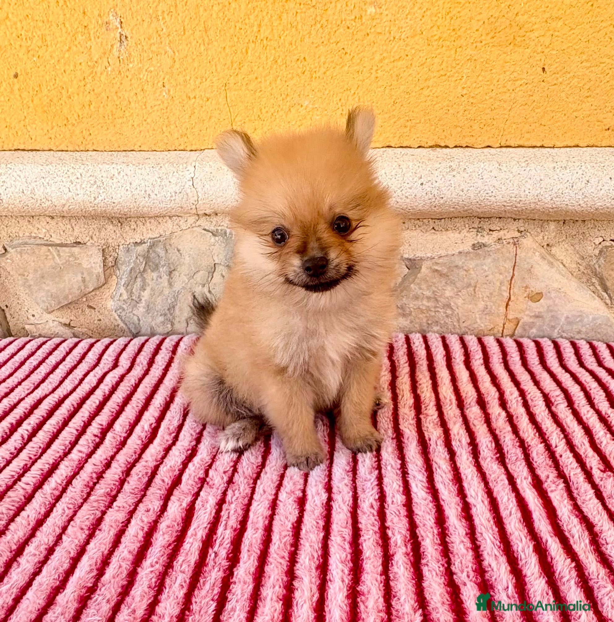 Pomerania perros Pomerania toy  - Anuncio 1