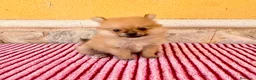 Pomerania perros en venta: Pomerania toy  - Anuncio 1