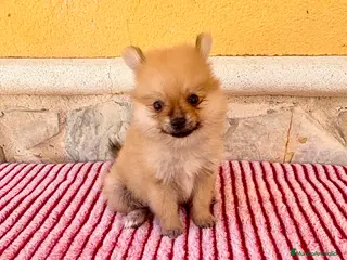 Pomerania perros Pomerania toy - Anuncio 1