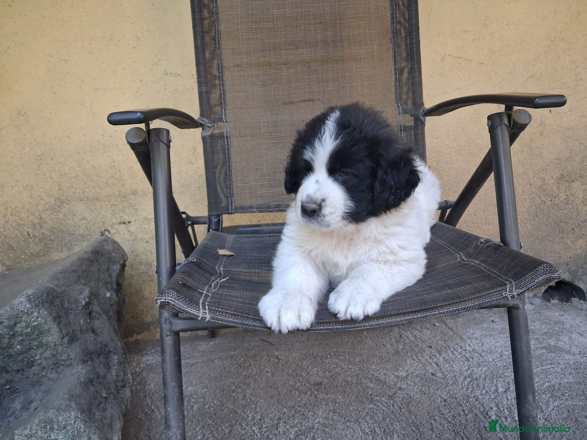 Mastín del Pirineo perros Cachorros mastín pirineos  - Anuncio 37