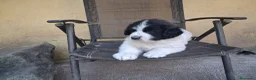 Mastín del Pirineo perros en venta: Cachorros mastín pirineos  - Anuncio 3