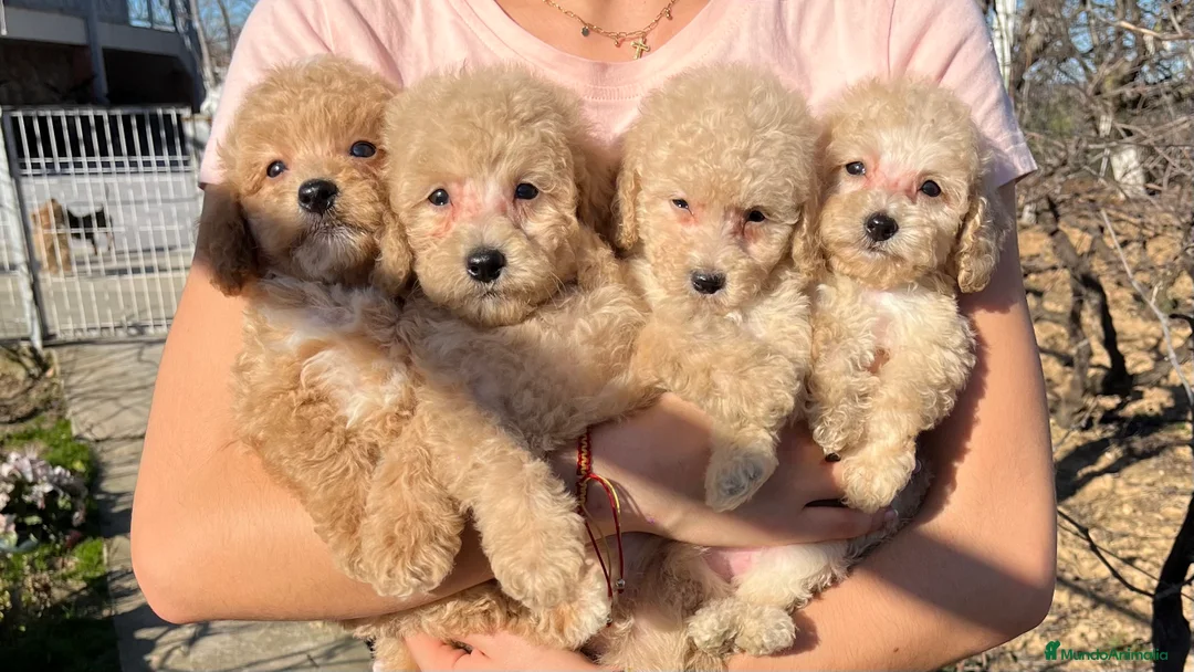 Caniche Enano perros en venta: Camada de caniche enano disponible! - Anuncio 2