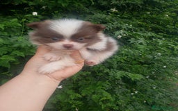 Pomerania perros en venta: Pomerania enanos una pasada de color  - Imagen 8