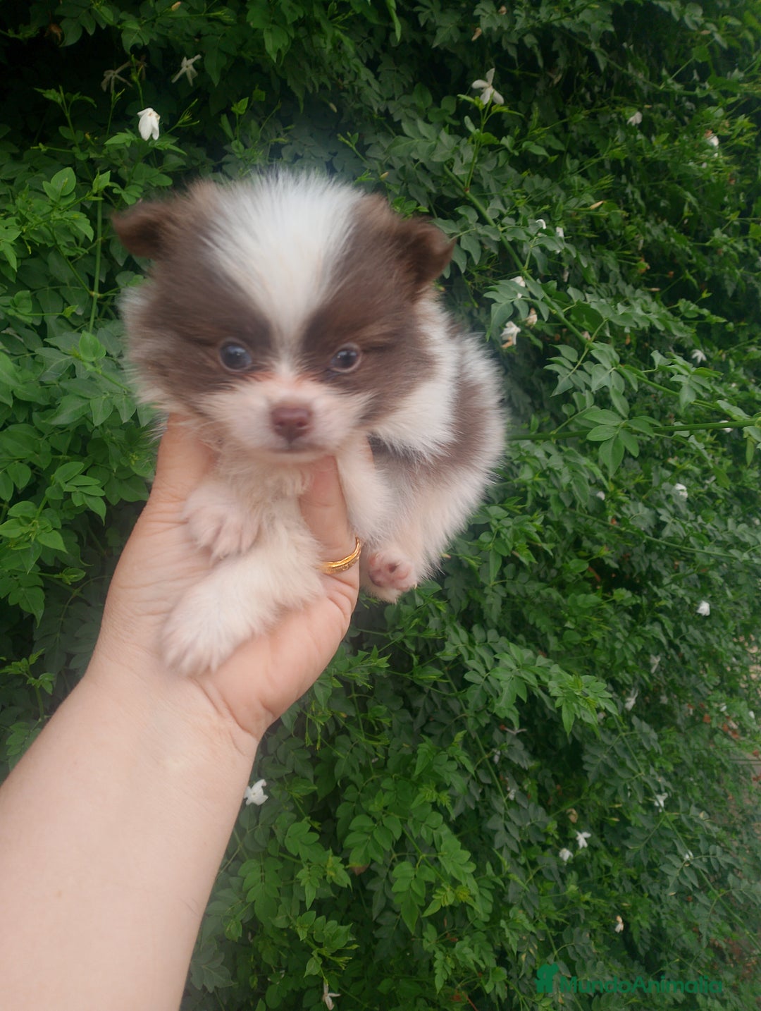 Pomerania perros en venta: Pomerania enanos una pasada de color  - Imagen 8