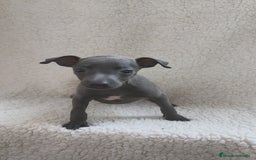 Pequeño Lebrel Italiano perros en venta: Pequeño lebrel Italiano  - Imagen 5