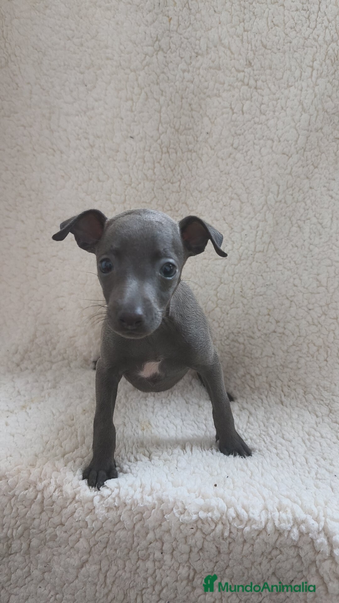 Pequeño Lebrel Italiano perros en venta: Pequeño lebrel Italiano  - Imagen 5