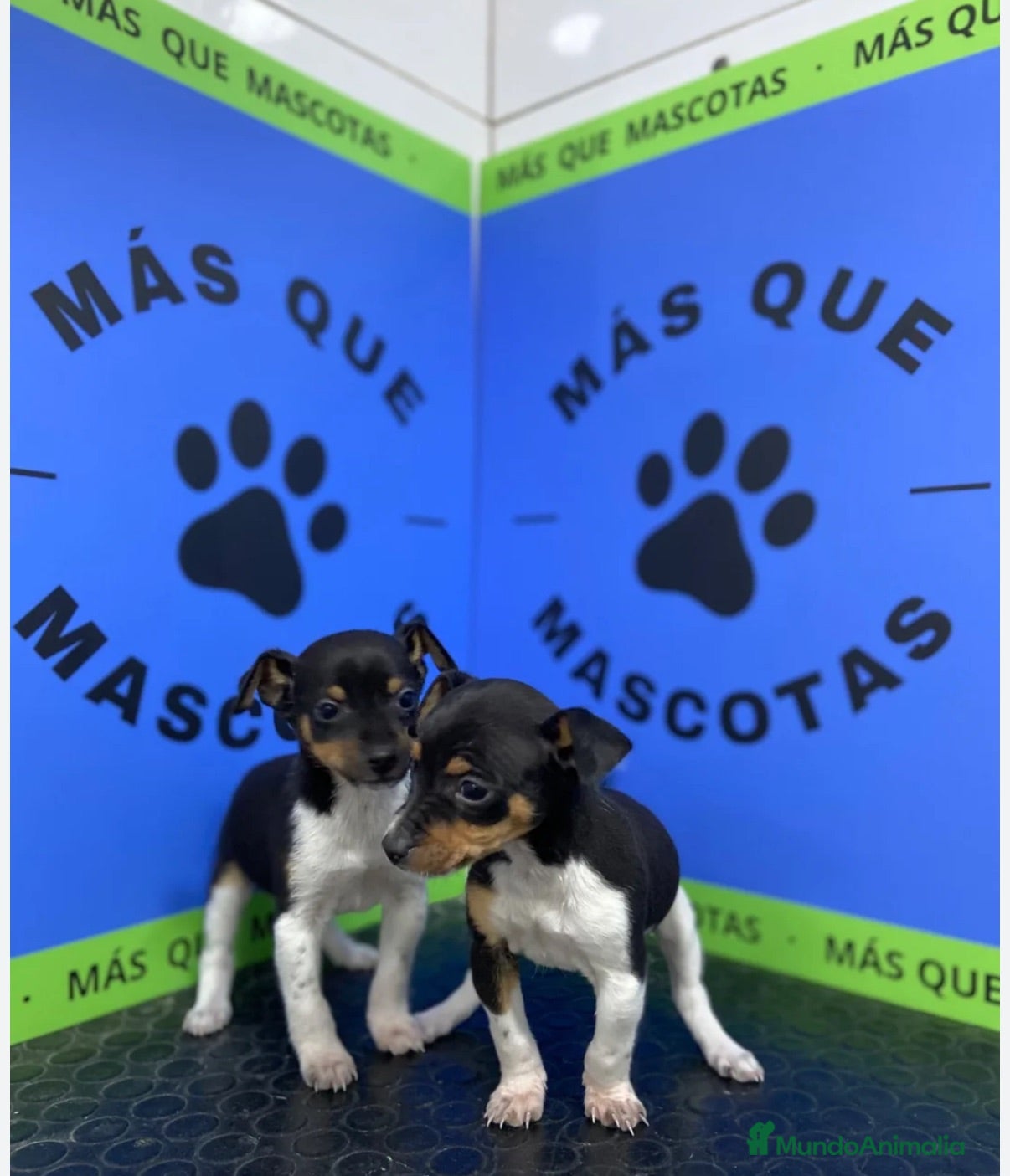 Gos Rater Valencià perros Cachorros Ratonero Valenciano 350€ ¡PRECIO REAL! - Anuncio 1