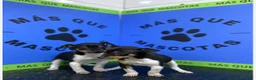 Gos Rater Valencià perros en venta: Cachorros Ratonero Valenciano 350€ ¡PRECIO REAL! - Anuncio 1