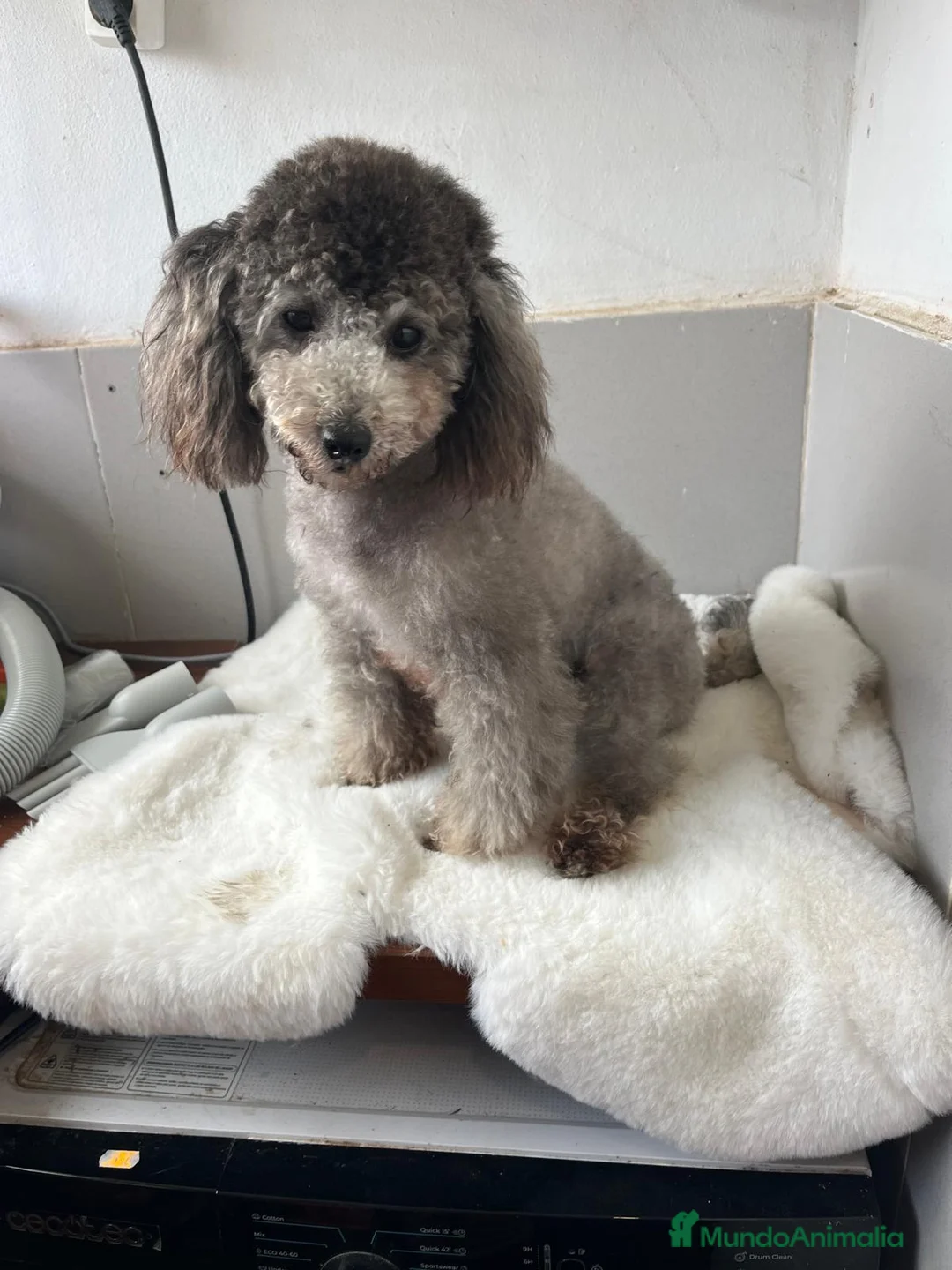 Caniche Toy perros en venta: Caniches toy - Anuncio 3