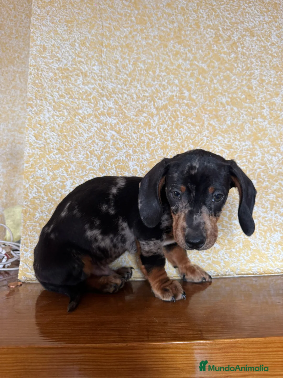 Teckel Miniatura perros en venta: Teckel Mini arlequín  - Anuncio 4