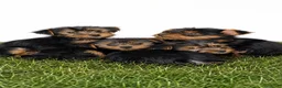 Yorkshire Terrier perros en venta: CACHORROS DE YORKSHIRE TERRIER  - Anuncio 1