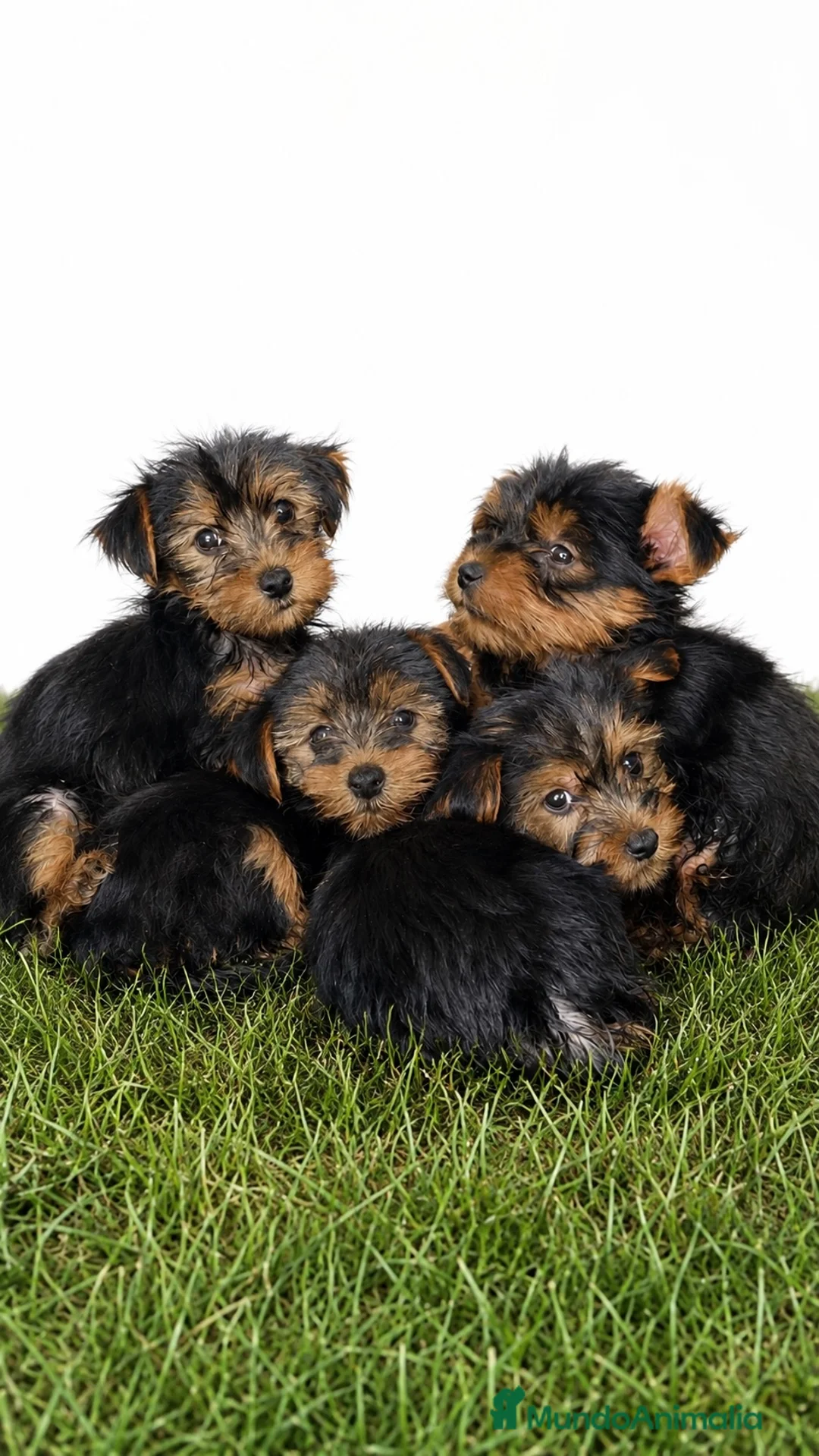 Yorkshire Terrier perros en venta: CACHORROS DE YORKSHIRE TERRIER  - Anuncio 1
