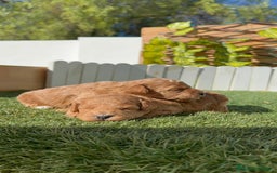 Caniche Toy perros en venta: CANICHE TOY - Imagen 1