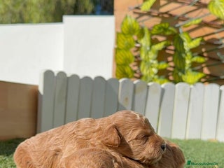 Caniche Toy perros - Anuncio 2