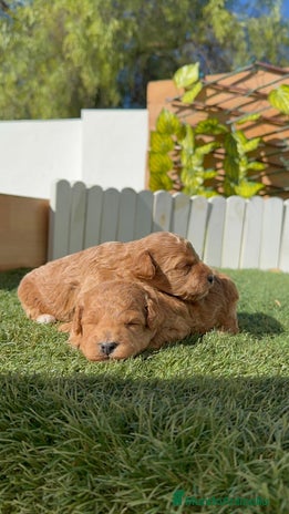 Caniche Toy perros - Anuncio 1