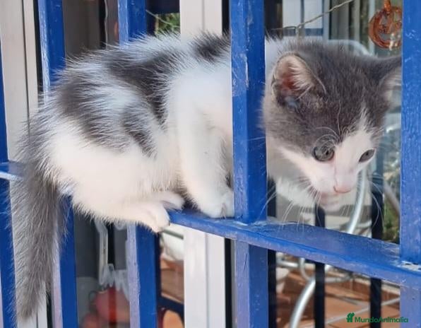 Raza Mixta gatos Regalo gatitos - Anuncio 1