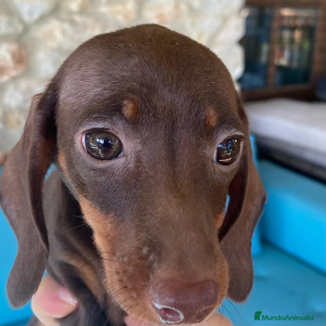 Teckel perros en venta: Teckel Hembra 6259 de Tria y Tilo - AQUANATURA en Barcelona - Anuncio 2