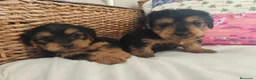 Yorkshire Terrier perros en venta: Yorkshire Terrier  en Madrid - Anuncio 9