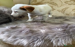 Jack Russell Terrier perros en venta: Cachorros de Jack Russell  - Imagen 24