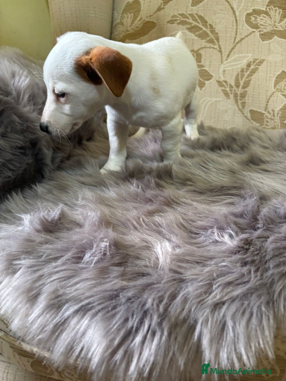 Jack Russell Terrier perros en venta: Cachorros de Jack Russell  - Imagen 24