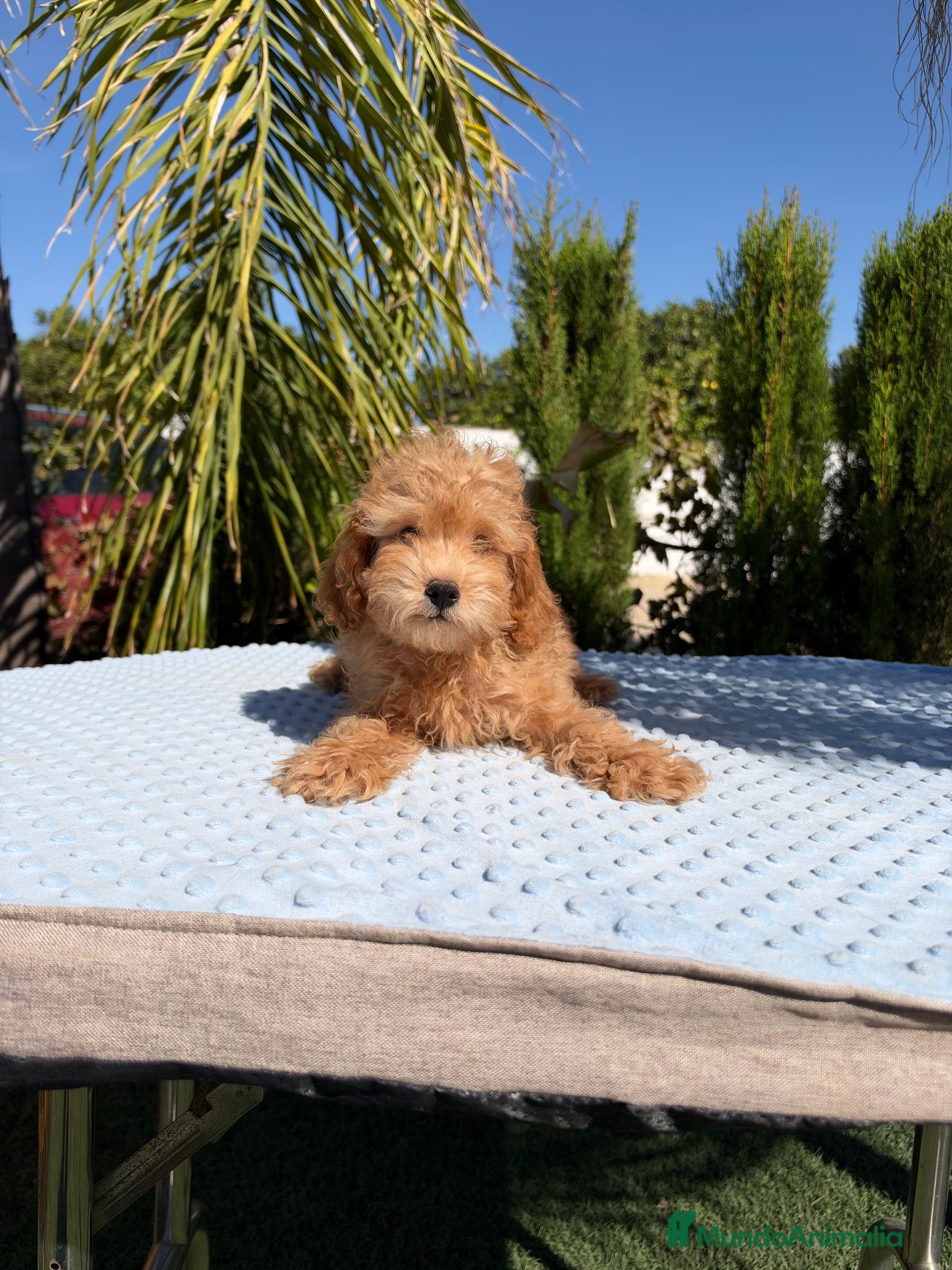 Caniche Toy perros en venta: Caniche toy Apricot macho  - Anuncio 3
