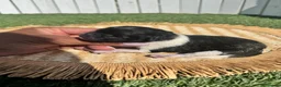 Pomerania perros en venta: POMERANIA - Anuncio 5
