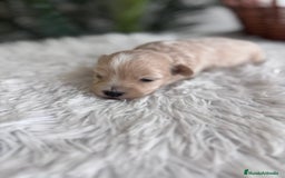Maltipoo perros en venta: MALTIPOO MACHO - Imagen 10