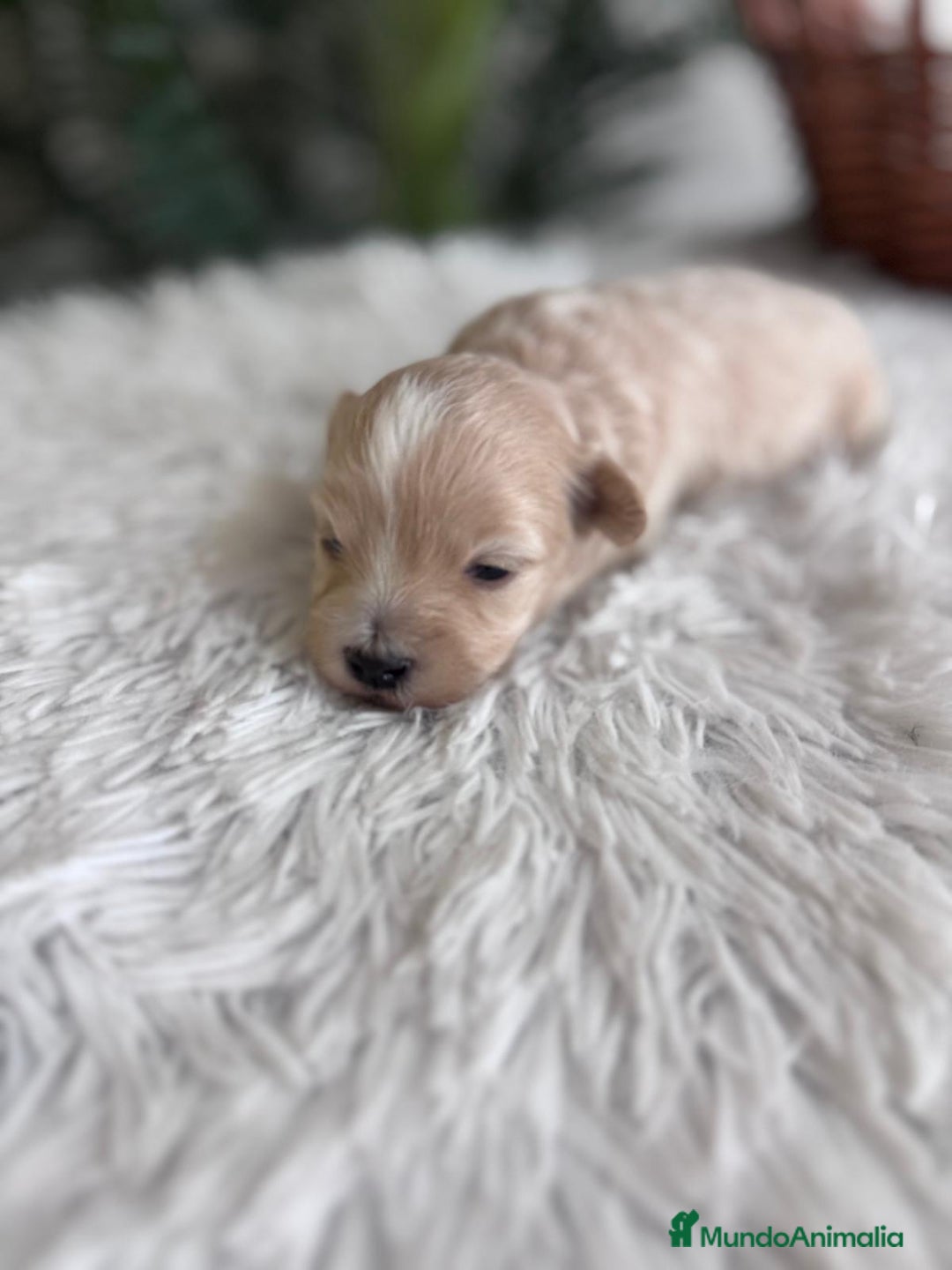 Maltipoo perros en venta: MALTIPOO MACHO - Imagen 10