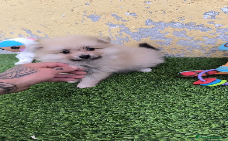 Pomerania perros - Anuncio 3