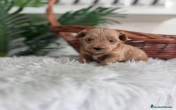 Maltipoo perros en venta: MALTIPOO - Imagen 13