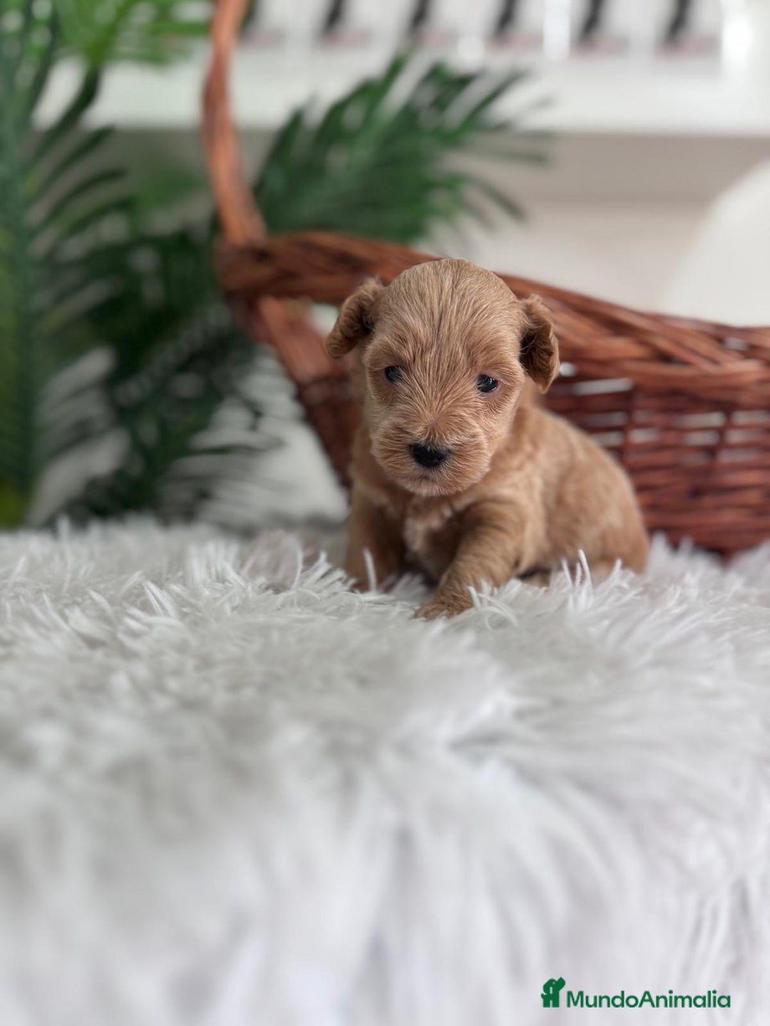 Maltipoo perros en venta: MALTIPOO - Imagen 13