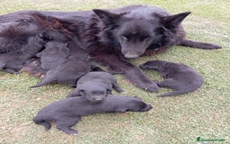 Pastor Belga Groenendael perros en venta: Camada de Pastor Belga Groenendael - Imagen 5