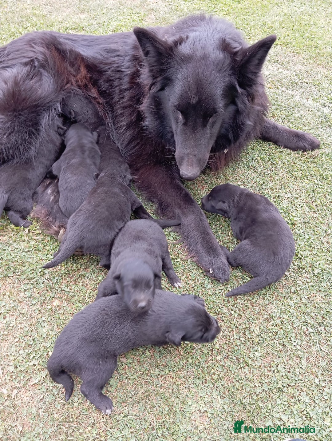 Pastor Belga Groenendael perros en venta: Camada de Pastor Belga Groenendael - Imagen 5