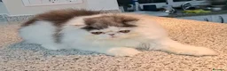 Persa gatos en venta: Precioso Gatito persa - Anuncio 5