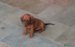 Teckel perros en venta: Teckel miniatura pelo fino - Imagen 5