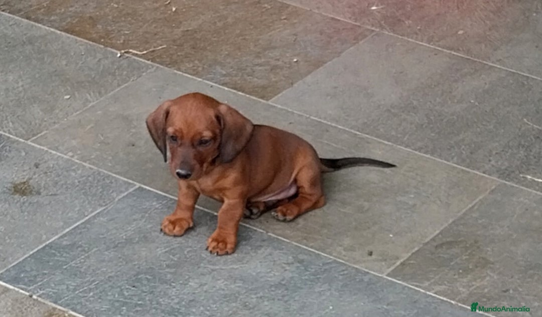 Teckel perros en venta: Teckel miniatura pelo fino - Imagen 5