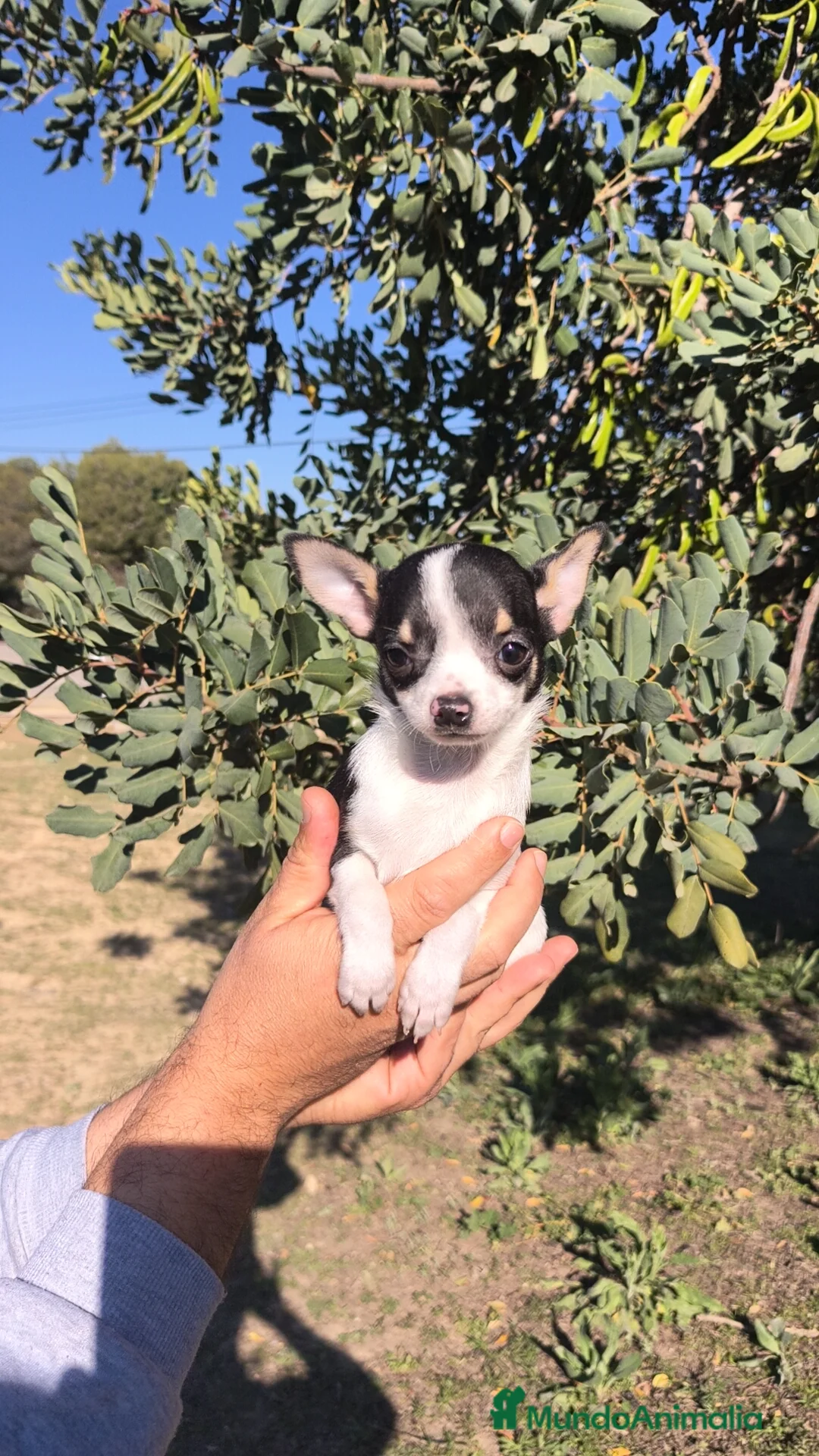 Chihuahua perros en venta: Chihuahua macho retrognatismo  - Anuncio 2